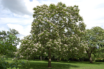 Purple catalpa, Landscape architects pages HD wallpaper