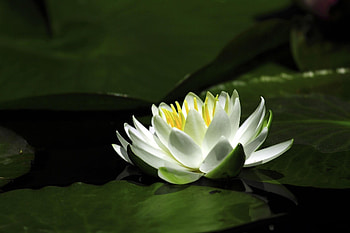 Flowers, Water, Leaves, Water Lily, Snow White HD wallpaper
