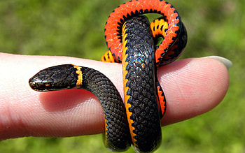 Animals, Snake, Small, Finger HD wallpaper