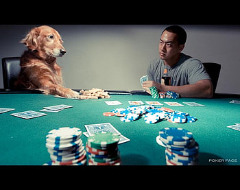 Poker Face, dog, poker, cards, guy HD wallpaper