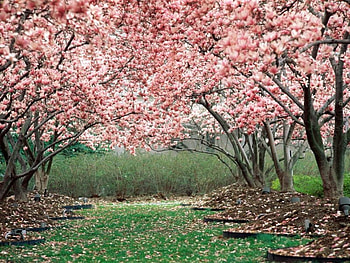 Bloom, forests, nature HD wallpaper