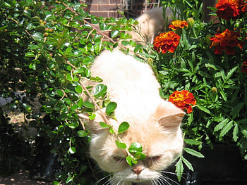 on the prowl, garden, cat, green, prowl HD wallpaper