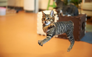 cat dancer, cat, dancer, jump, room HD wallpaper