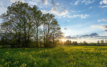 Meadow, trees, sunshine, flowers HD wallpaper