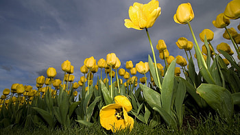 Plants, Flowers, Tulips HD wallpaper