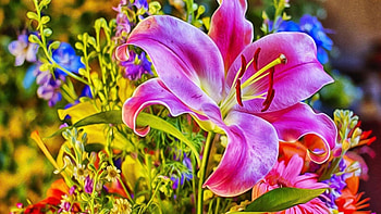 Beautiful Lily, pink, nature, flwers, lily HD wallpaper