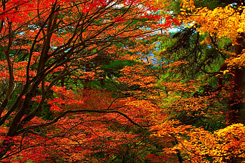 GOLDEN FOREST, golden, season, autumn, nature, forest HD wallpaper