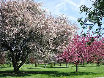 Blooming Trees in the Park, blooming, trees, sky, blossoms HD wallpaper