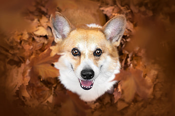 Autumn leaves, Corgis HD wallpaper
