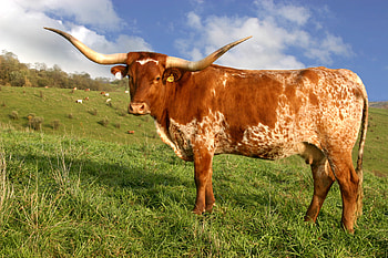 Longhorn cattle , Animal hq, , 2019 HD wallpaper