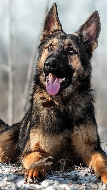German Shepherd Dog, Cute Pose, dog HD phone wallpaper