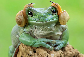 Frog and snails, green, amphibian, funny, frog, snail HD wallpaper
