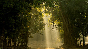 Morning shafts of light through deciduous forest, Bandhavgarh National Park, Madhya Pradesh, India, sunbeam, nature, forest HD wallpaper