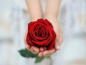 rose, friendship, day, flower HD wallpaper