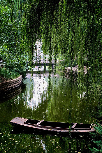 Willow Tree, Notes of Gaia, Nature's beauty, Aesthetic bliss HD phone wallpaper