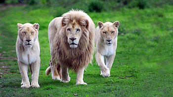 Wildlife , Nature's wonders, Breathtaking , delight HD wallpaper