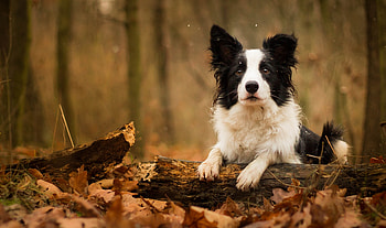 Animals, Dog, Muzzle, Foliage HD wallpaper