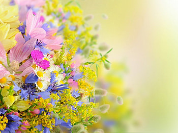 Beautiful daisies, bokeh, flowers, petals, daisies HD wallpaper