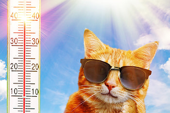 It's hot, pisica, summer, sunglasses, weather, hot, cat, funny, ginger HD wallpaper