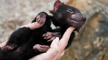 Tasmanian Devil , High-quality Devil , , Devil-themed backgrounds HD wallpaper