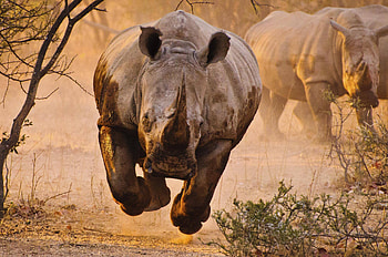 Rhino majesty, Nature's marvels, Untamed beauty, Captivating allure HD wallpaper