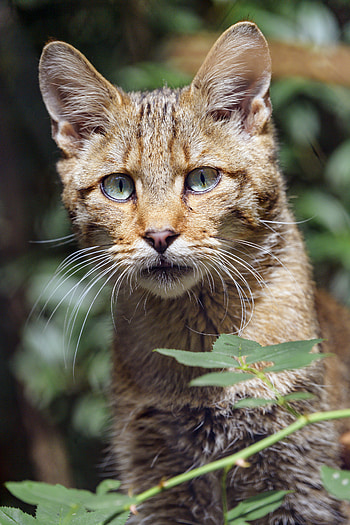 Animals, Grass, Cat, Muzzle, Sight, Opinion, Wild Cat, Wildcat HD phone wallpaper