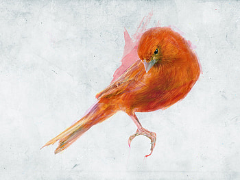 Where You and I Being, wings, feathers, bird, eyes, tail, orange, pink, claws, green HD wallpaper