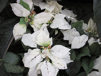 white poinsettia, white, brown, graphy, poinsettia, green, flowers HD wallpaper