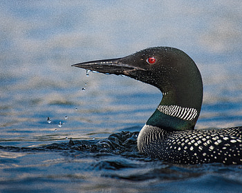 Animal, Loon HD wallpaper