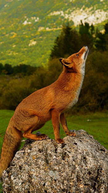 Fox, Red HD phone wallpaper