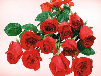 Plants, Holidays, Flowers, Roses HD wallpaper