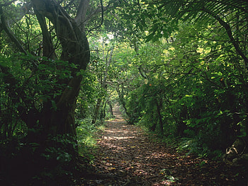 Nature, Trees, Path, Trail, Jungle HD wallpaper