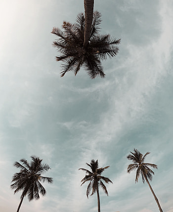 Nature, Trees, Sky, Palms, Top, Crown, Tops, Crowns HD phone wallpaper