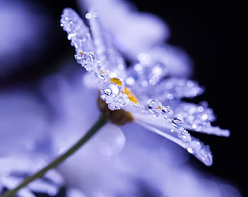 Mid-Nite Memories, nature, flowers HD wallpaper