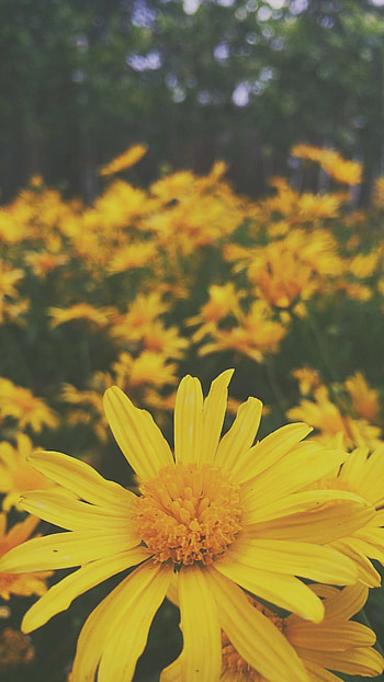 Yellow Background, Flower HD phone wallpaper