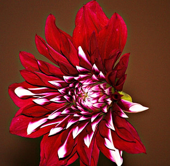 Flower, pink, nature, red HD wallpaper