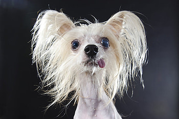 Funny face puppy, animal, dog, puppy, white, face, funny, tongue, caine HD wallpaper