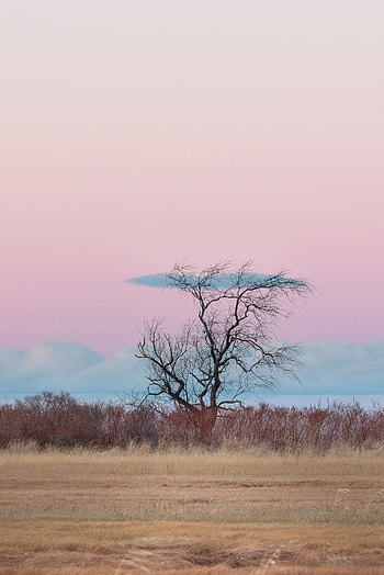 Minimalism, Grass, Clouds, Horizon, Wood, Tree HD phone wallpaper