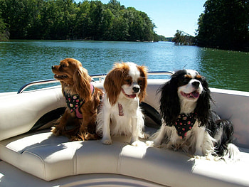 Animals, Dogs, Rivers, Boat, To Swim, Swim, Three, Cutter HD wallpaper