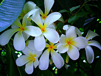 Plumeria, beautiful, nature, flowers HD wallpaper