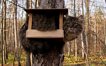 Birds house :D, animal, bird, house, cat, funny, forest, tree HD wallpaper