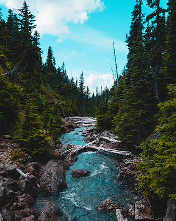 Nature, Rivers, Stones, Forest, Flow, Fir, Spruce, Stream HD phone wallpaper
