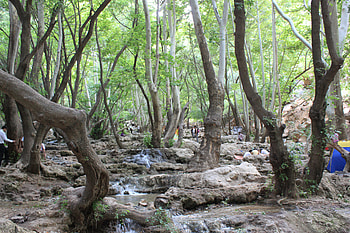 Iran,Shiraz,Lost Heaven, iran, forest, lost heaven, shiraz HD wallpaper