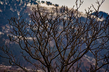 Old Tree HD wallpaper