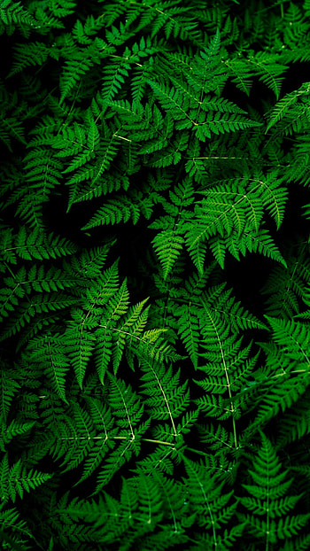 Unique, Green Leaves HD phone wallpaper