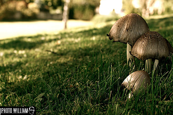 nature1, awsome, nature, good, green HD wallpaper