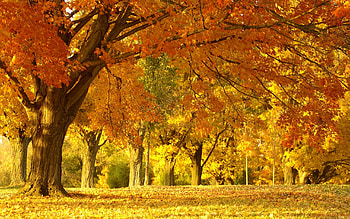 Awesome autumn , Vibrant beauty, Nature's wonders, Seasonal scenes HD wallpaper