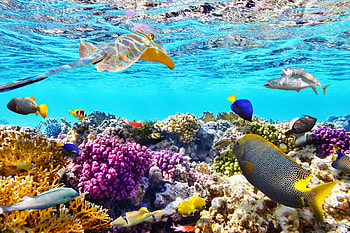 Great Barrier Reef , Earth's underwater wonder, Vibrant coral life, Mesmerizing marine diversity HD wallpaper