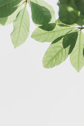 Bright green leaves against a clear sky, showcasing nature's beauty and simplicity. HD phone wallpaper