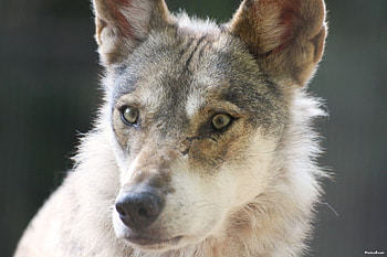 wolf face scars, animals, scars, face, wolf, wild HD wallpaper